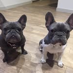 Frankie + Sharkey - @frankiexsharkey - Instagram