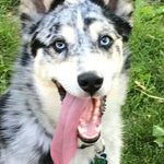 Frank Sheehy - @sheehyfrank - Instagram