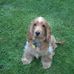 Frank Sheehy - Facebook