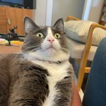 Franklin Delano Meowsvelt - @frank_is_shook - Instagram