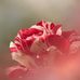Frank Simonis - Facebook