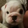 franksinger - @franksinger - TikTok