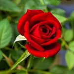 frank singh - @franksingh8975 - Instagram