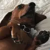 frank the weinee - @frankslayz - TikTok
