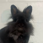 Frank Velaris-Slay Verostick 🐰🥕 - @bunnyfrank19 - Instagram