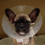 French Bulldog Frank - @franksolomons - Instagram