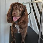 🐾  Frankie 🐾 - @frankie_the_sprocker - Instagram