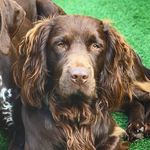 🐾 Frankie 🐾 - @frankie_sprocker - Instagram