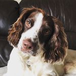 F R A N K - @frank_the_sprocker - Instagram