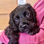 Frank & Mable - @frank_mable_sprocker_cocker - Instagram