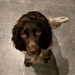 Frankie - @sprockerfrankie_girl - Instagram