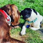Frankie & Benny - @frankieandbenny_sprockers - Instagram