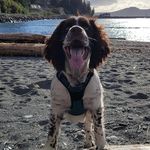 Franklin the Sprocker Spaniel - @franklin.thesprocker - Instagram