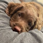 Franky - @franky_the_sprocker - Instagram