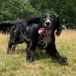 Fun-Time-Frankie - @fun_time_frankie_sprocker - Instagram