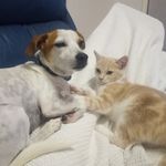 @mrfranksandsprocket - Instagram