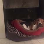 Frank Staley - @franksusan.staleybeagles - Instagram