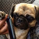 🐾🐾Franklin Wilshire St. Clair - @smugglesthepug - Instagram