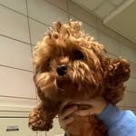 @mr.frankie.stoddard - Instagram