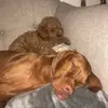 Storm and Frank - @stormandfrank - TikTok