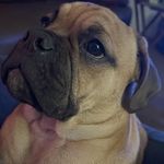 Frankie - @frank_n_stein_stotts - Instagram