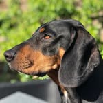Frank Stracke - @frankstracke4 - Instagram
