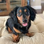 Frank Strauss - @frank_thedachshund7 - Instagram