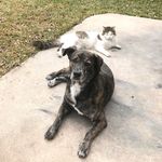 Frank & Strider - @unlikely.bestfriends - Instagram