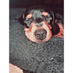 𝐅𝐫𝐚𝐧𝐤𝐢𝐞 𝐒𝐭𝐫𝐨𝐮𝐝-𝐓𝐚𝐯𝐚𝐫𝐞𝐬 - @frankie_the_weenie_20 - Instagram