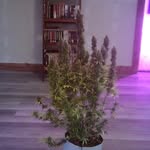 Frank Thurman - @onlyautoflowers - Instagram