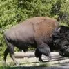 frankstrahan2 - @frankstrahan2 - TikTok