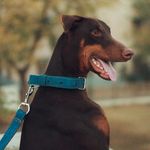 @tyson_and_frank - Instagram