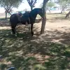 frankvalverde46 - @frankvalverde46 - TikTok