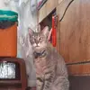 frank_vine - @frank_vine - TikTok