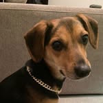 Frank Webb - @yourefiredfrank - Instagram