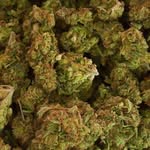 Frank Weed - @frank_weed1111 - Instagram
