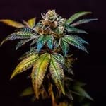 frank_weed - @frank_weed_420 - Instagram