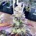 Frank William weed farm - Facebook
