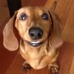 Frank the Wiener - @frank_the_wiener - Instagram