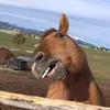 Frankly Willard - @frankywillard1 - TikTok