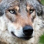 Frank Wolfe - @frankwolfe83 - Instagram