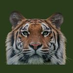 Frank Wright Pto - @fwms_pto - Instagram