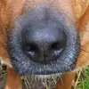 Frank_Wulf - @frank_wulf - TikTok