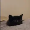 Black cat - @frankxia58 - TikTok