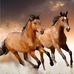 Frank Zepeda - Facebook
