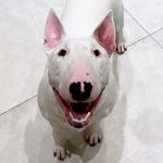 Frankie Barnes - @frankiebullterrier2023 - Instagram