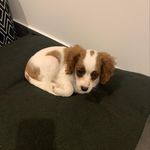 Frankie - @frankie_carr01 - Instagram