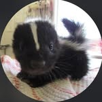 frankie - @frankieclementine7 - Instagram