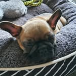 FRANKIE & HUNTER 🐾 - @flikkandfrankies_adventures - Instagram
