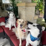 Frankie, Arnie Palmer & Hunter - @burd_dogs - Instagram